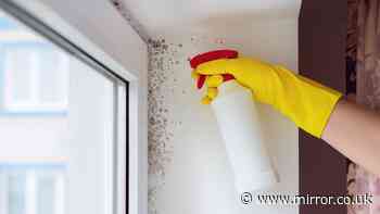 Which? experts share guide to reduce mould in homes without a dehumidifier