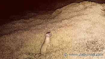 Tiny predator is captured on Scottish island after dogs and drones used in £150,000 search lasting seven months