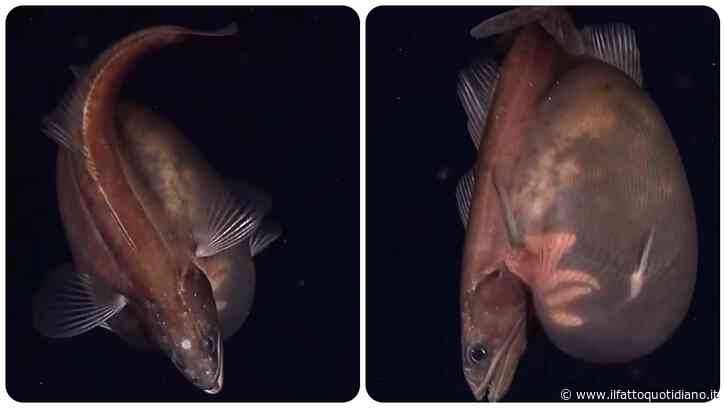 “Ha mangiato qualcosa di così grosso da aver teso la pelle fino a renderla quasi trasparente”: avvistato un raro pesce inghiottitore nero, che mangia prede fino a dieci volte più grandi di lui