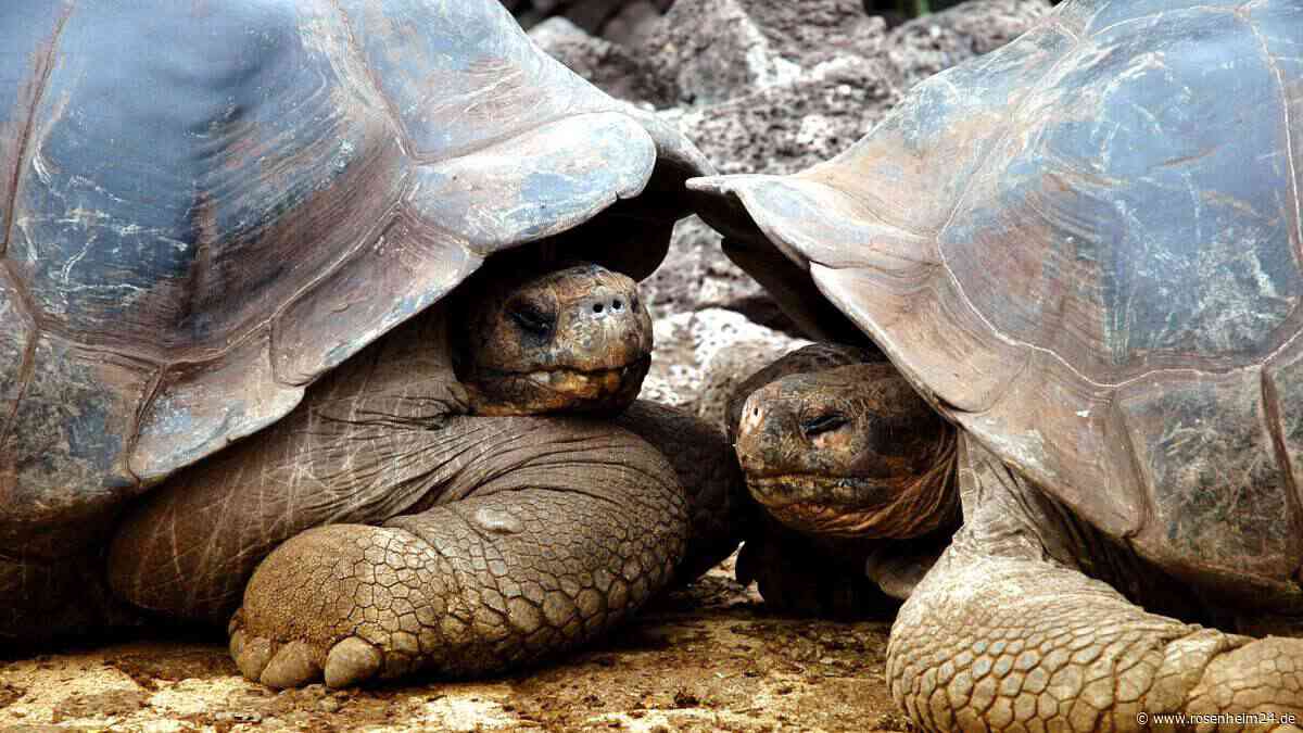 Seychellen: Mehr als 180.000 Riesenschildkröten in Korallenatoll entdeckt – „Rekord gebrochen“