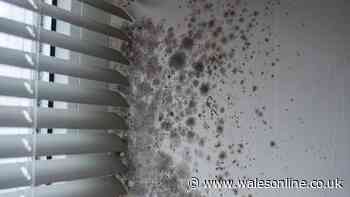 Seven tips to help keep damp and mould out of homes this winter