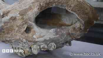 'Icon of the ice age' shows what can be found in caves