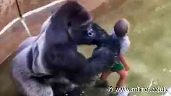 Most shocking zoo encounters - maulings, escapes and miraculous tales of survival