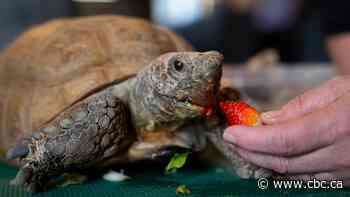 Support floods in for Gus, Halifax's 104-year-old gopher tortoise, ahead of surgery