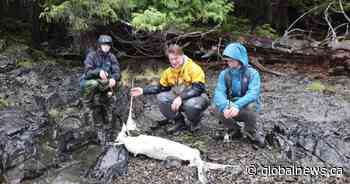 ‘Quite a rare find’: Dead swordfish found washed up on Haida Gwaii