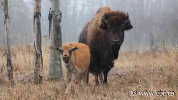 Mapping the genetics of a giant: New research decodes bison DNA