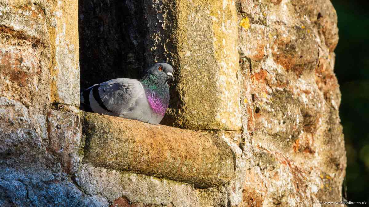 RSPCA asks people with gardens in UK to do 'small' things for birds