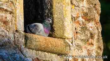 RSPCA asks people with gardens in UK to do 'small' things for birds