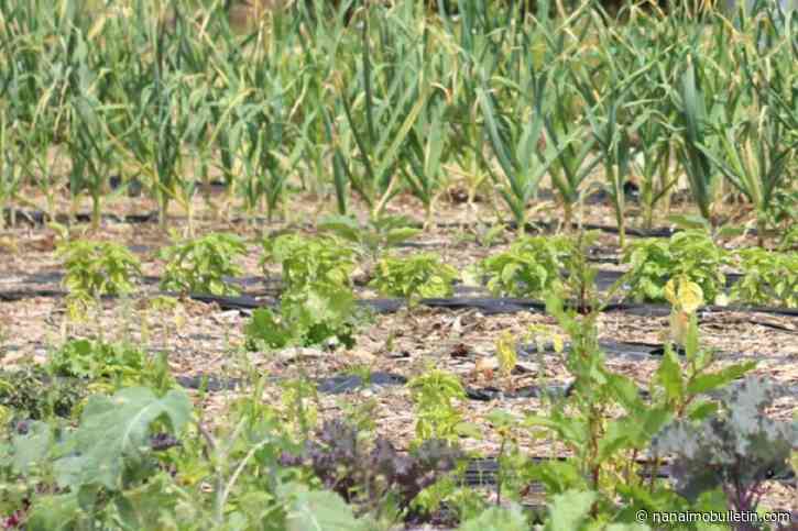 Nanaimo looks to strengthen food resiliency; expand access to recreation