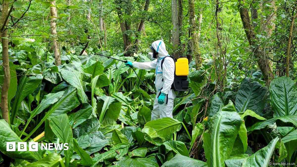 Stinky 'skunk' plant cleared from river