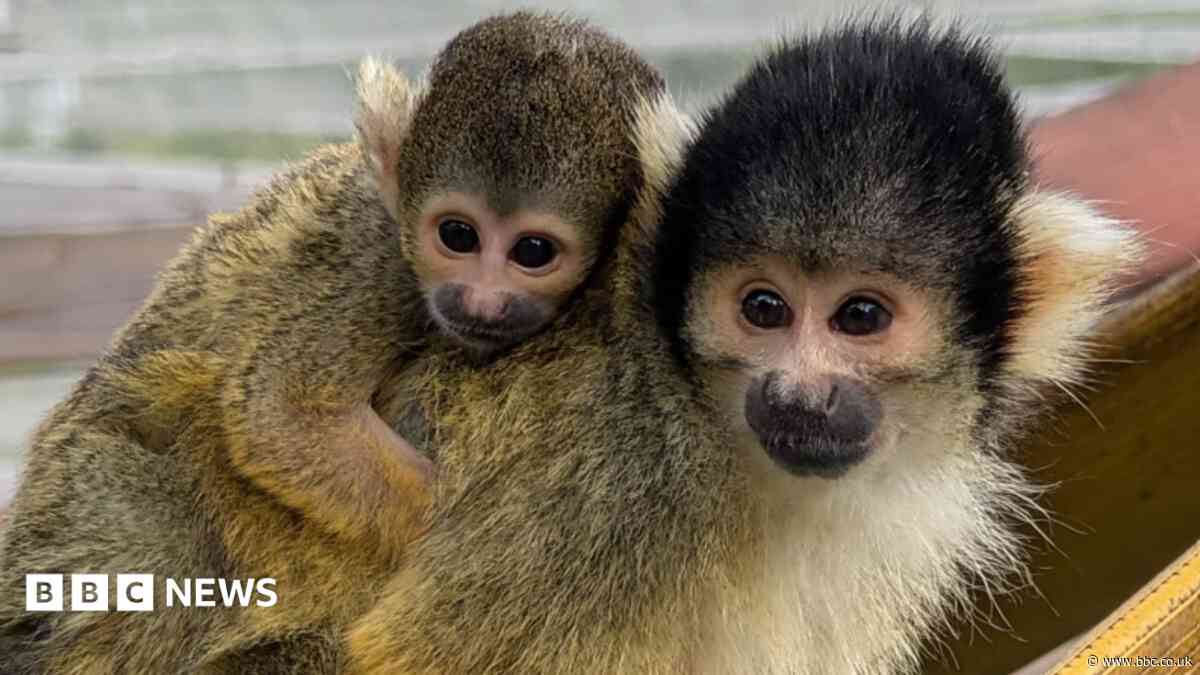 Baby squirrel monkey the latest addition at zoo