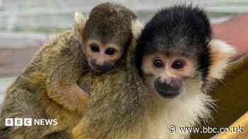 Baby squirrel monkey the latest addition at zoo