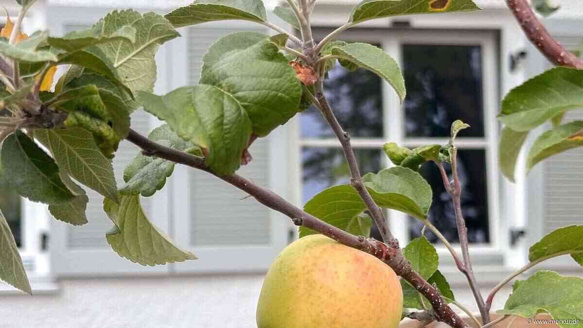 Dieser Apfel ist ein Mahnmal: Sorte im KZ gezüchtet – in Wolfratshausen wächst besondere Frucht