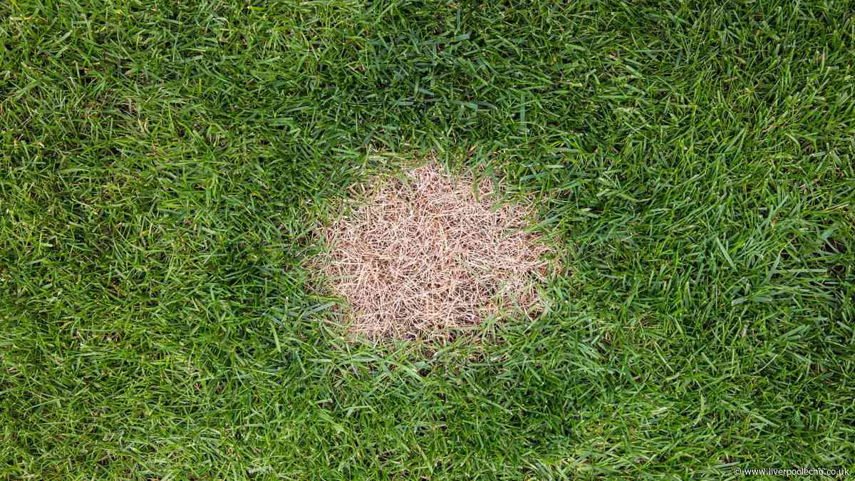 Households urged to remove 1 common item from lawns this autumn to prevent brown patches