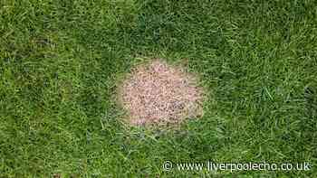 Households urged to remove 1 common item from lawns this autumn to prevent brown patches