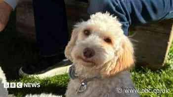 Poodle party reunites rescued dogs