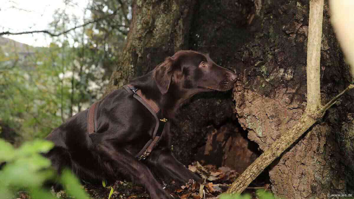 Hund entdeckt ausgesetztes Baby in Einkaufstüte – Polizei sucht jetzt nach der Mutter