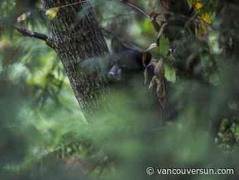 Municipalities report 'unusually high' black bear activity across Metro Vancouver