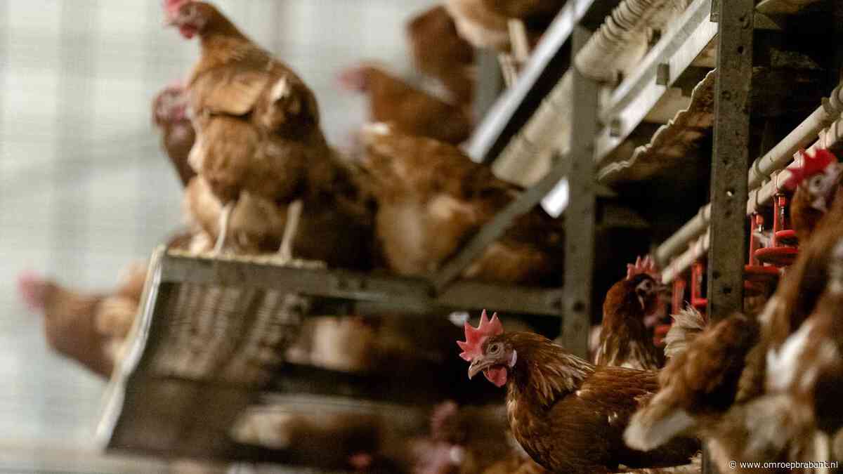 Provincie ziet ruimte: boeren kunnen mogelijk toch kippen blijven houden