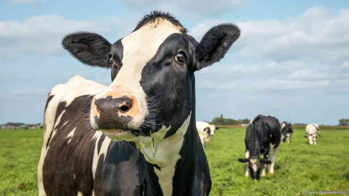 Boeren komen met alternatief stikstofplan, maar minister wijst het af