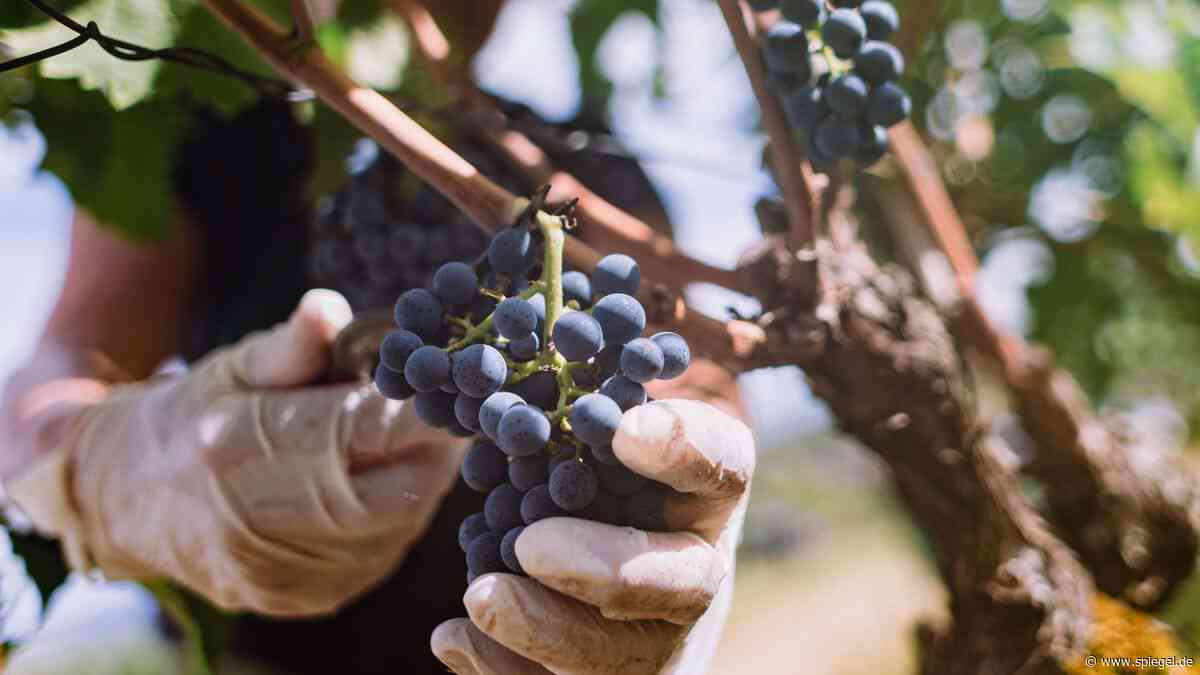 Wein in Deutschland: Ernte wohl geringer als im Schnitt der Vorjahre