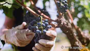 Wein in Deutschland: Ernte wohl geringer als im Schnitt der Vorjahre