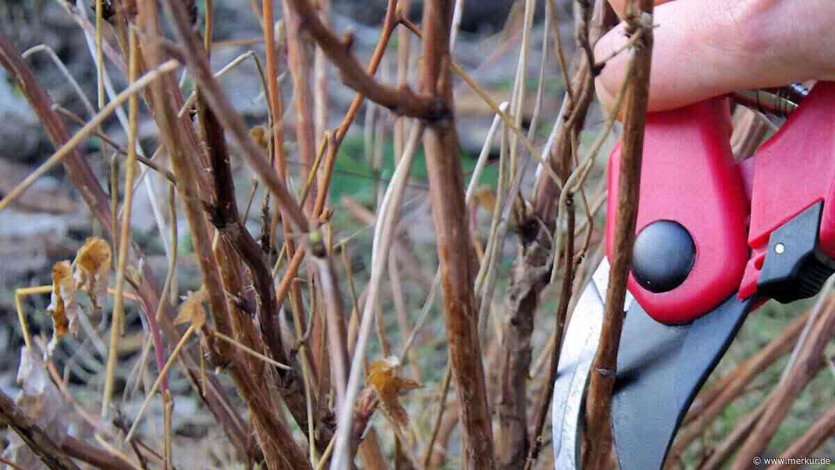 Gartenarbeit im Herbst: 6 typische Fehler, die nur unnötig Arbeit machen