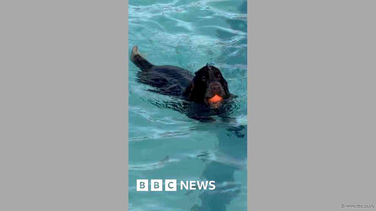 Dogs lap up the water at Cheltenham Lido