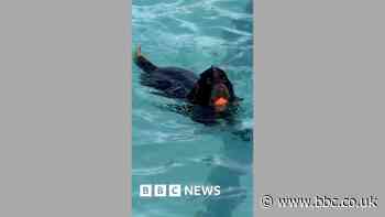 Dogs lap up the water at Cheltenham Lido