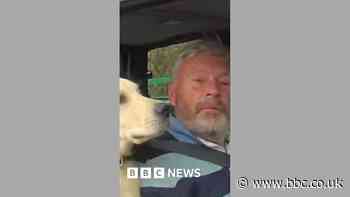 M5 driver four times over limit with dog in car