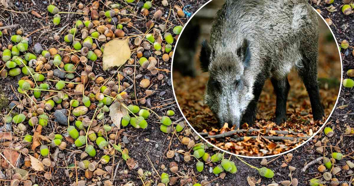 Ondanks droogte meer beukennootjes op de Veluwe, tóch dreigt voedseltekort voor dieren: ‘Uiterst zorgwekkend’