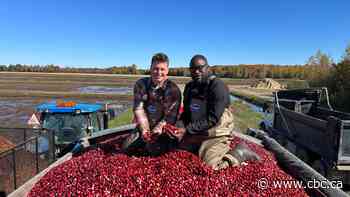 Inside a Quebec cranberry bog