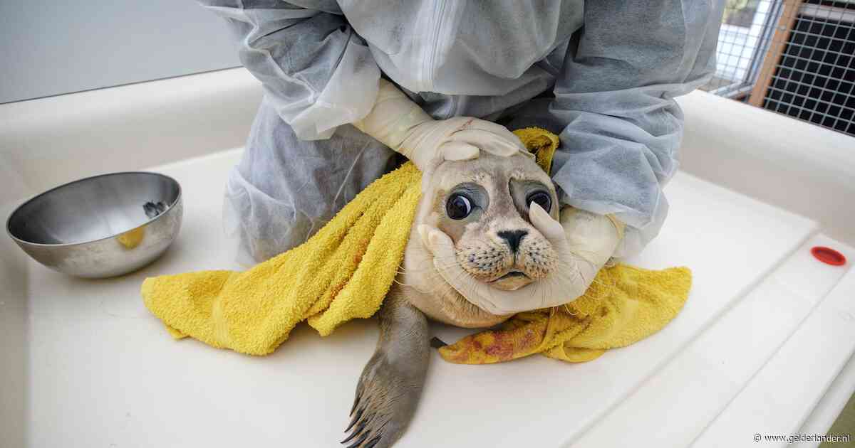 Einde dreigt voor iconische zeehondenopvang: ‘Destijds was het echt noodzakelijk, nu is dat anders’