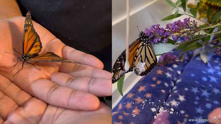 Monarch butterfly saved after landing in refried beans