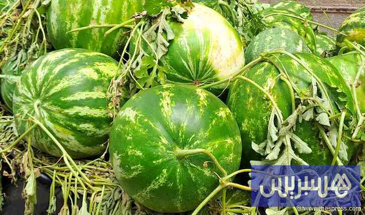 طاطا تمنع زراعة البطيخ خارج الواحات