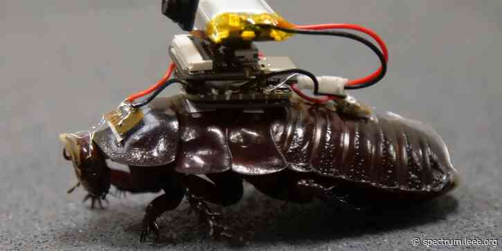 Cyborg Roaches Can Stab You With Needles