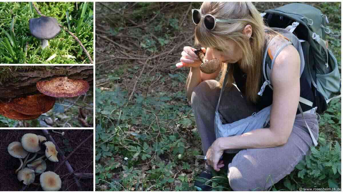 Schwammerlsuche rund um Rosenheim: Wo es noch Pilze gibt und was sich durch Hitze verändert