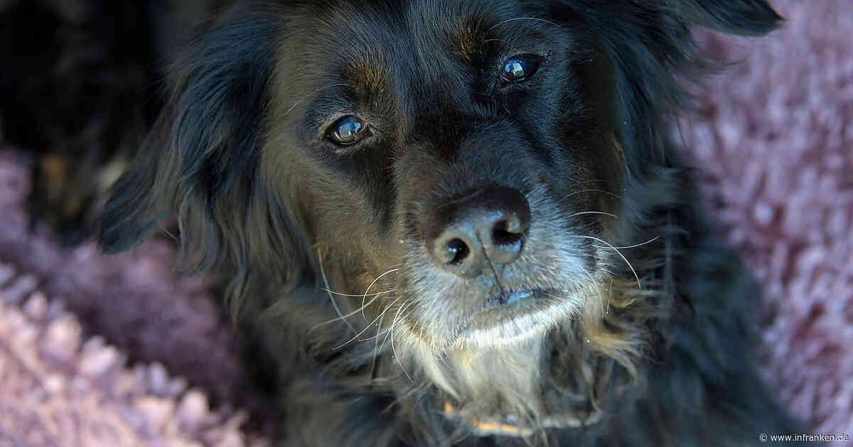 Tierheim Bamberg schildert ergreifendes Hundeschicksal - "Verlustängste"