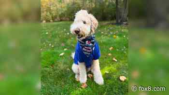 SHARE pics of your 'Guard dogs' cheering on the Guardians!