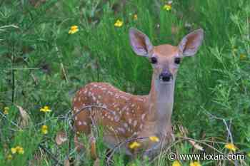 Austin city code bans hunting, feeding deer
