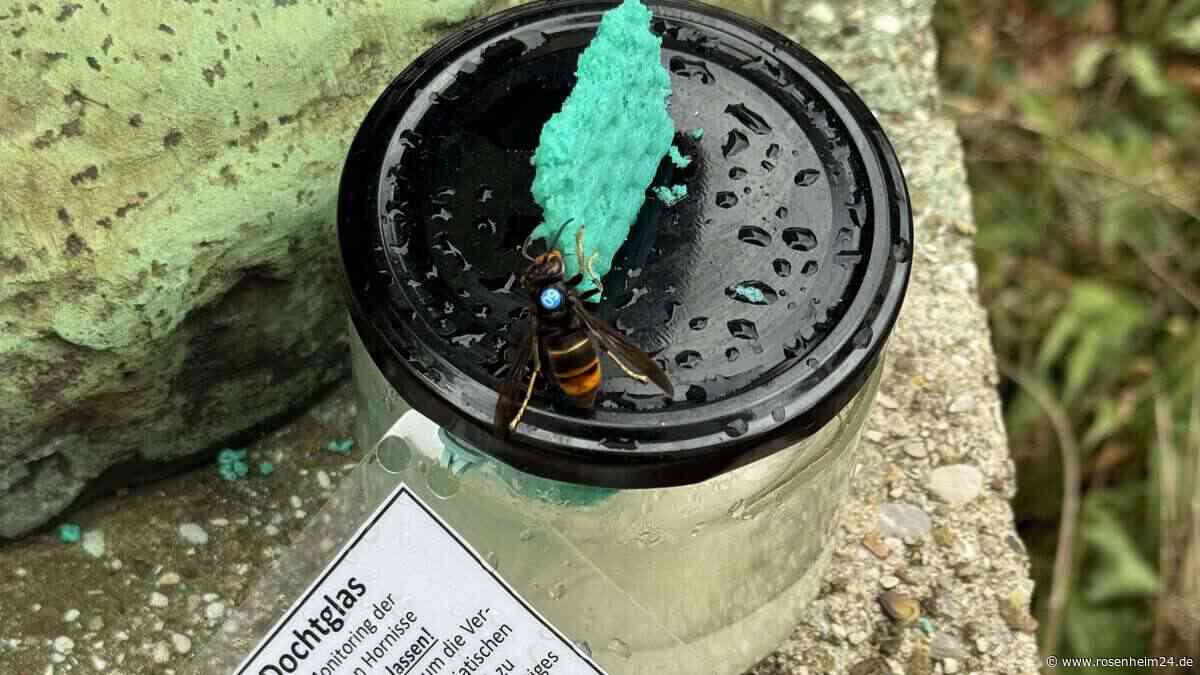 Erstes Nest der Asiatischen Hornisse in Oberbayern gefunden – Honigbienen in Gefahr