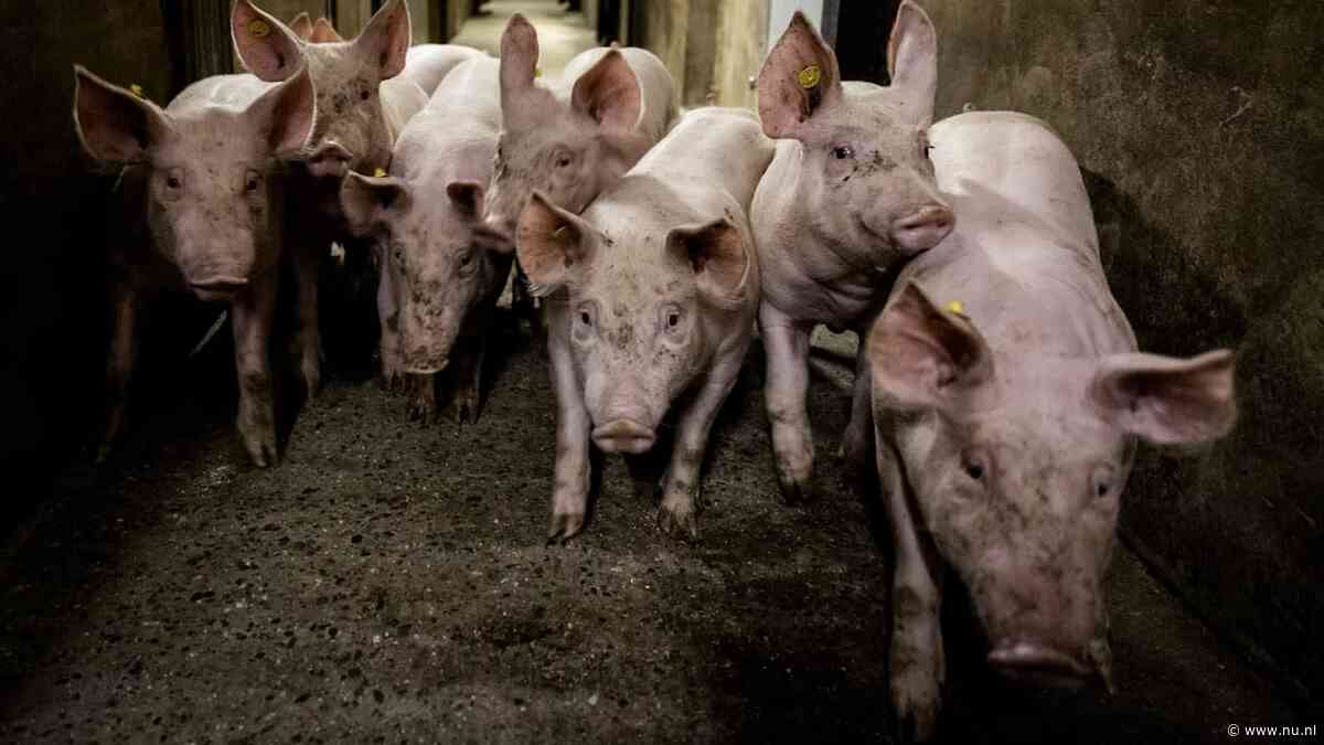 Ministerie moet van rechter handhaven op verbod afknippen varkensstaarten
