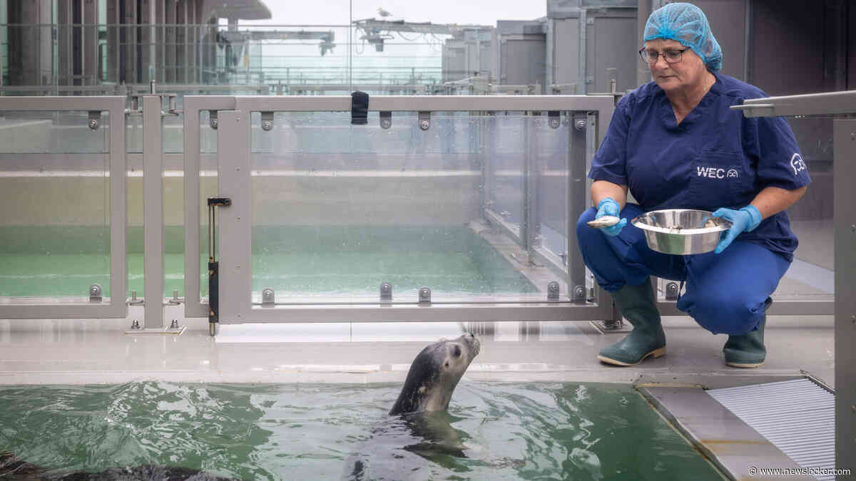 Medewerkers Zeehondencrèche Pieterburen in tranen door naderend einde: ’Pups komen in de problemen’