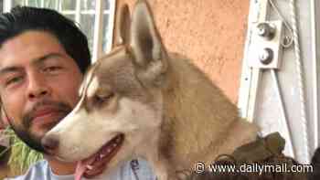 'Playful' husky found hanged by his leash near devastated owner's Los Angeles home