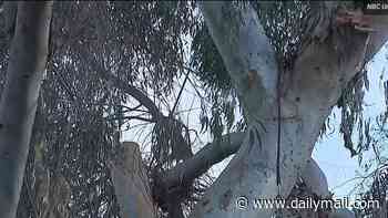 Tree trimmer shares sickening 'pop' sound he heard as co-worker was killed in freak accident while atop eucalyptus