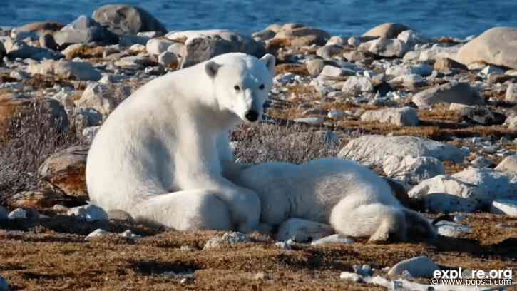 How to watch Churchill’s famous polar bears live