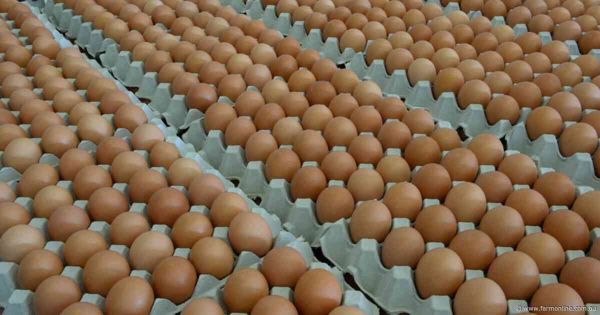 How big names in egg 'cartel' allegedly restricted supplies and blocked rivals