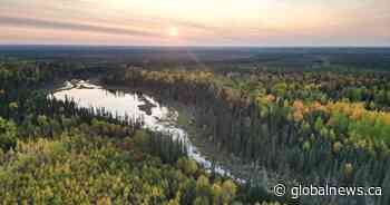 Swath of Ontario boreal forest larger than Toronto to be protected from development