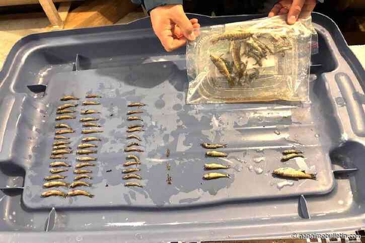 Fish kill near Cowichan Lake prompts investigation into possible roof-moss runoff