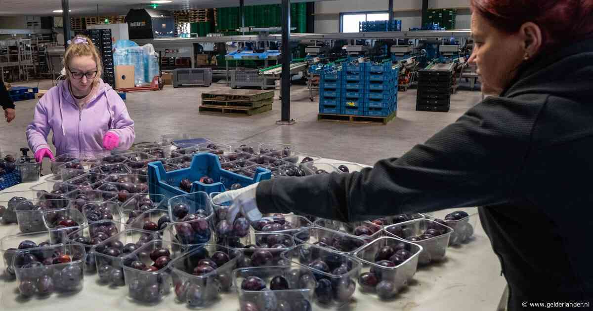 200.000 bakjes met pruimen dreigen in afvalbak te belanden: ‘Tijd is precies wat we nu niet hebben’